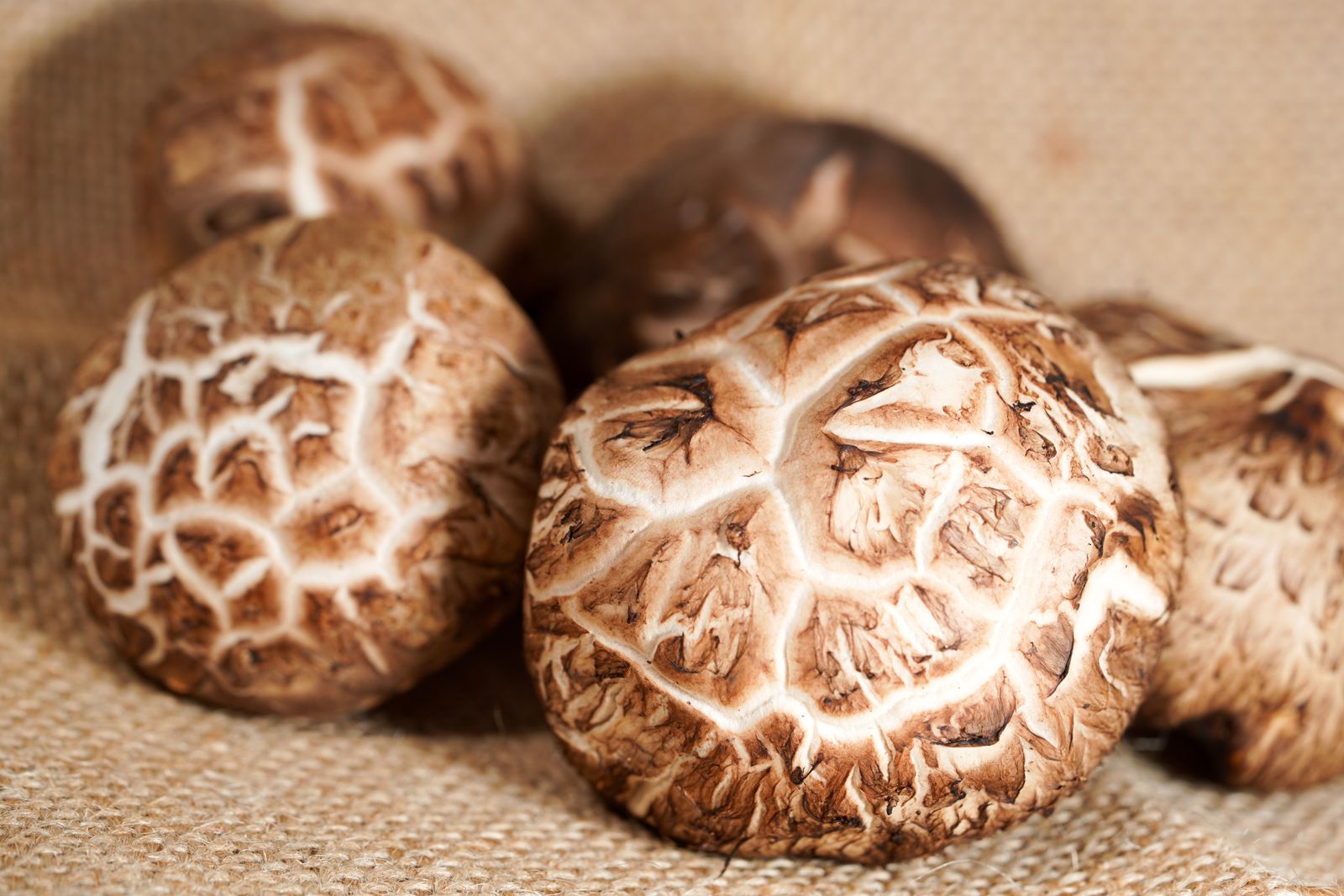 Fresh shiitake mushroom caps laid out on a piece of burlap.