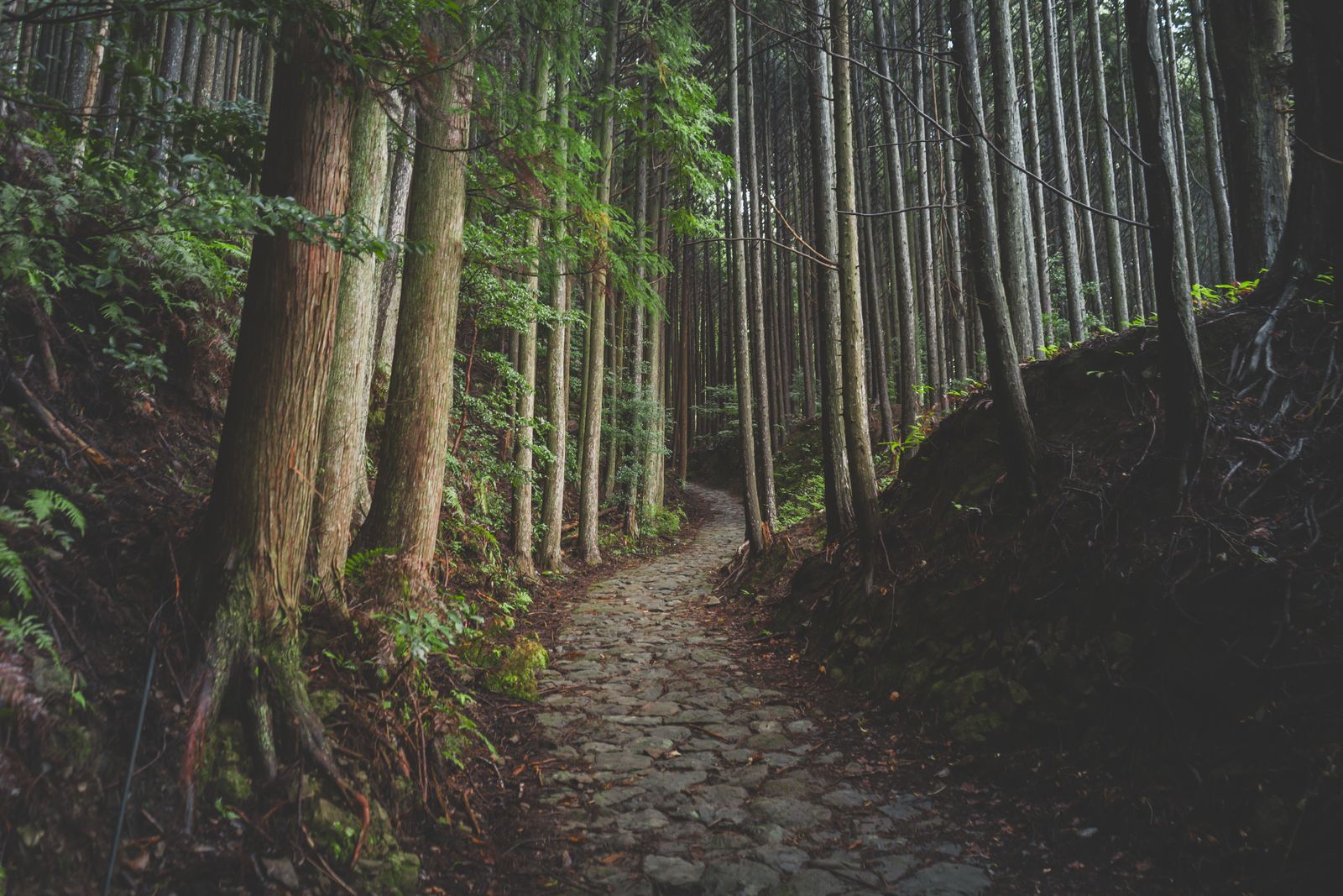 A narrow stone-paved path curving uphill through tall straight cedars, ferns on the banks
