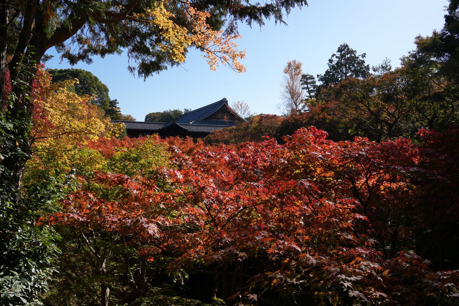 A sea of red and orange maple foliage at Tōfuku-ji in Kyoto, the temple roof rising behind the trees under a blue sky.