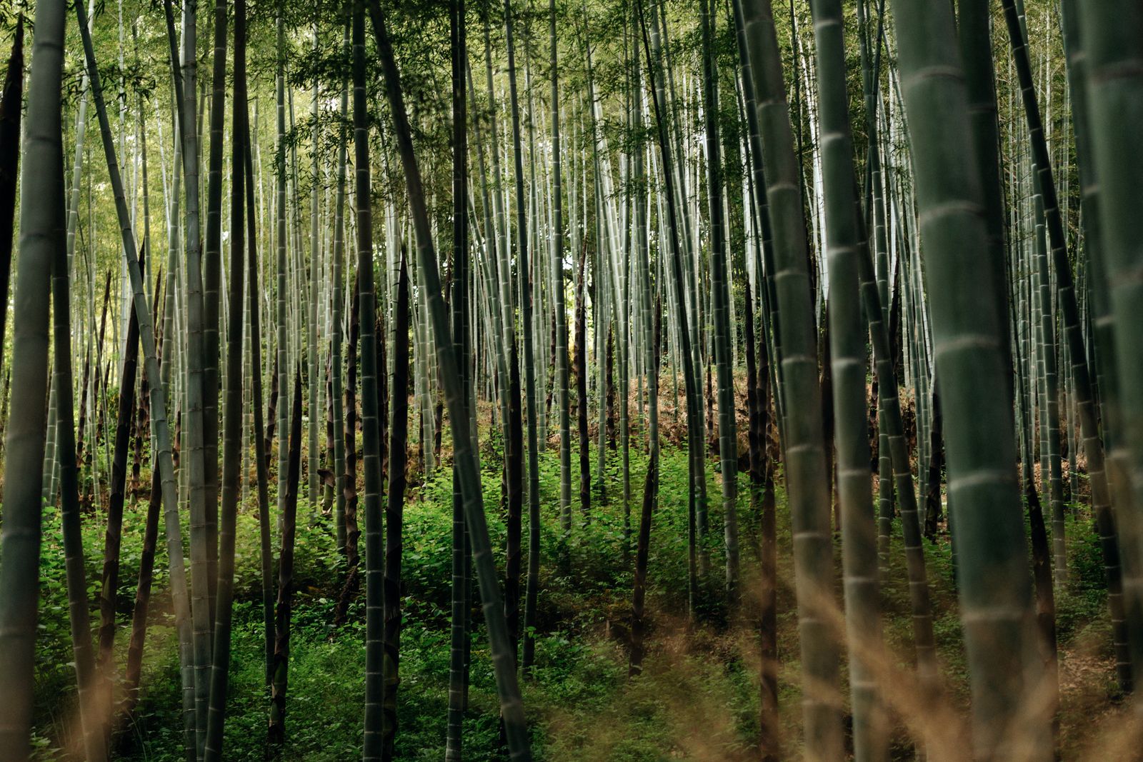The bamboo grove at Arashiyama in Kyoto, dense green stalks with fresh shoots in the undergrowth.
