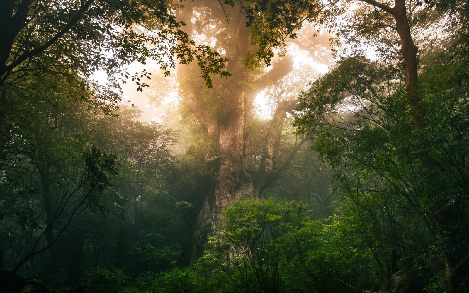 A giant old cedar rising out of dense undergrowth in warm mist in a Yakushima forest