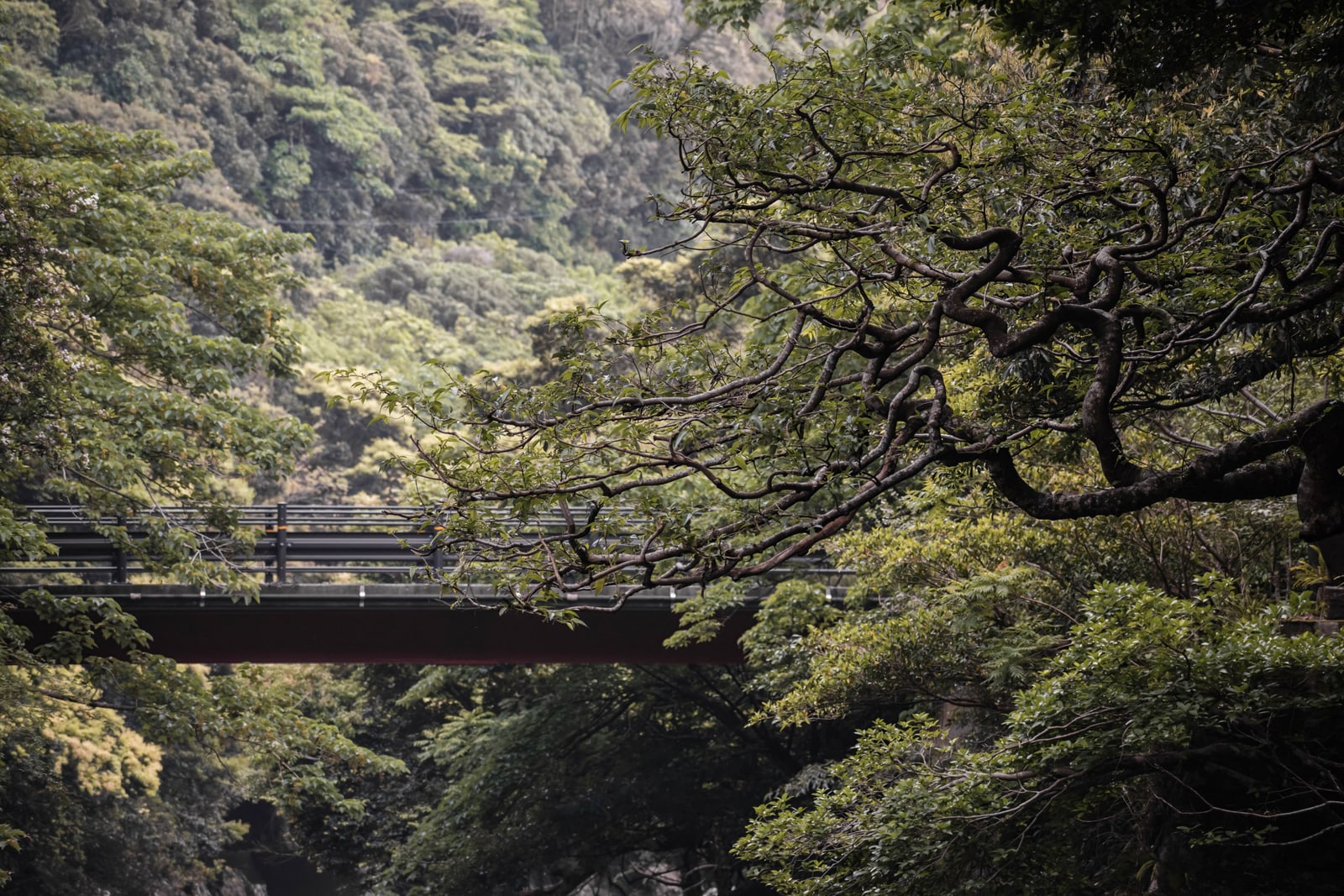 A road bridge crossing a forested valley on Yakushima, seen through twisting branches
