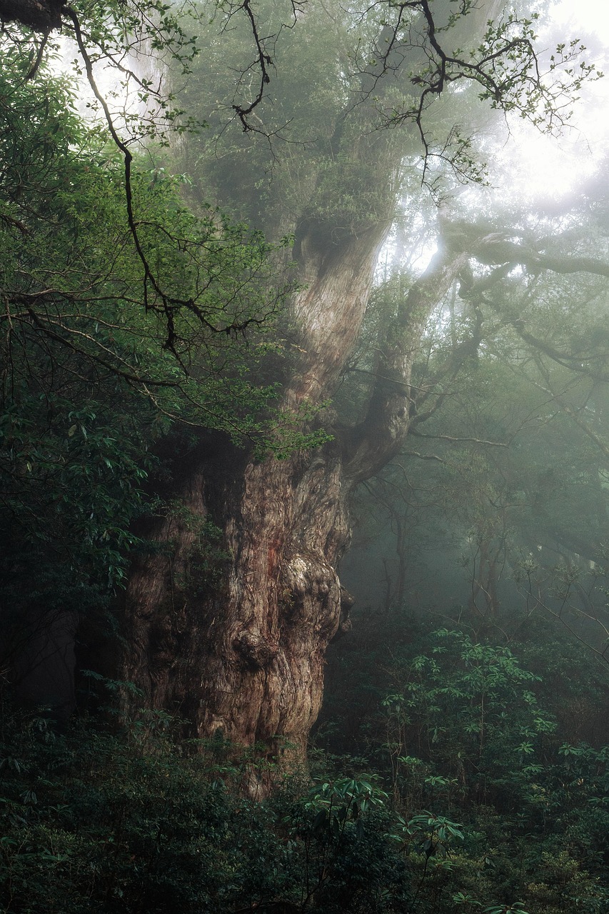 A huge, knotted cedar trunk in fog, with shrubs in front and bare branches above