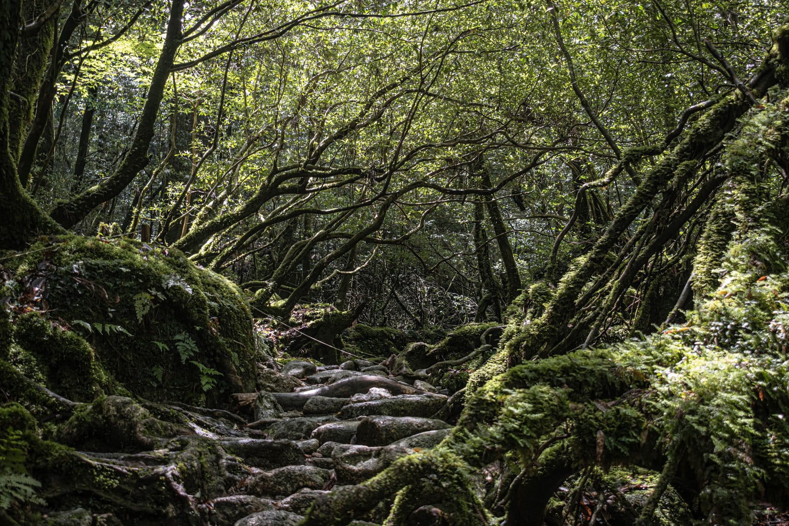 A stone trail climbing between moss-covered boulders and roots in a forest on Yakushima